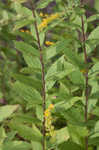 Wrinkleleaf goldenrod